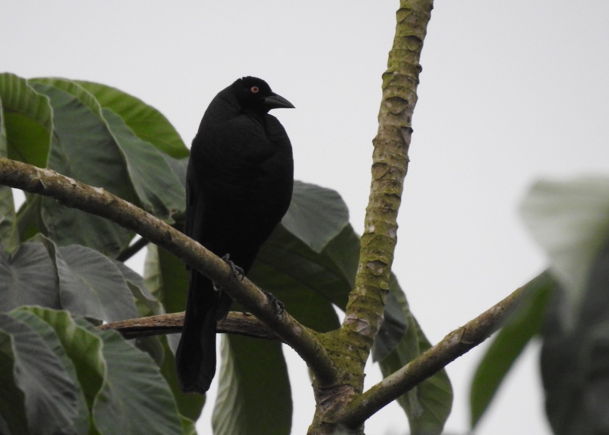 Giant Cowbird - ML183256811