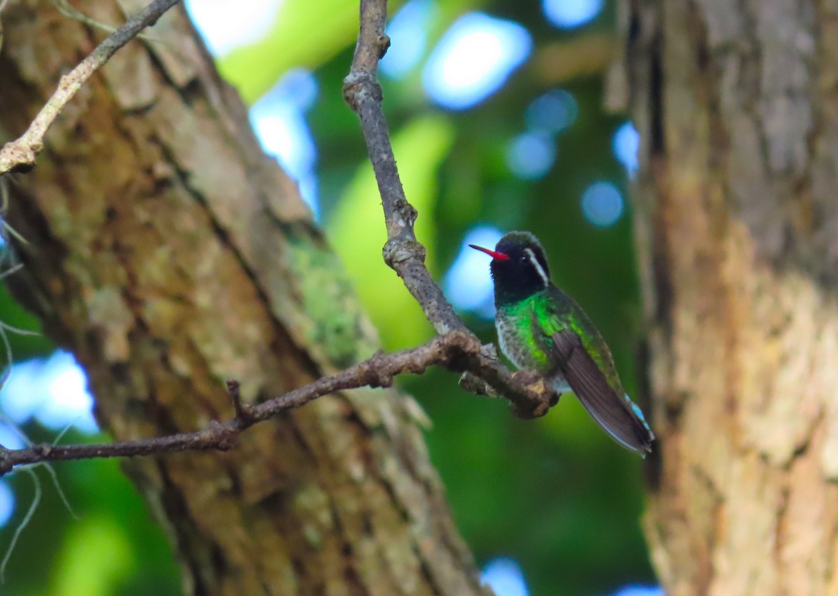 White-eared Hummingbird - ML183257621