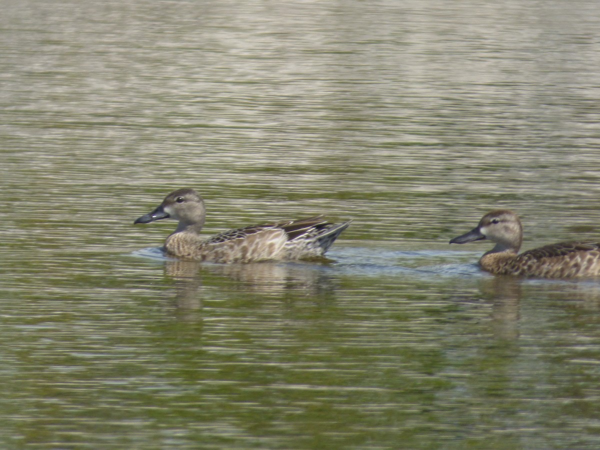 Blue-winged Teal - ML183258111