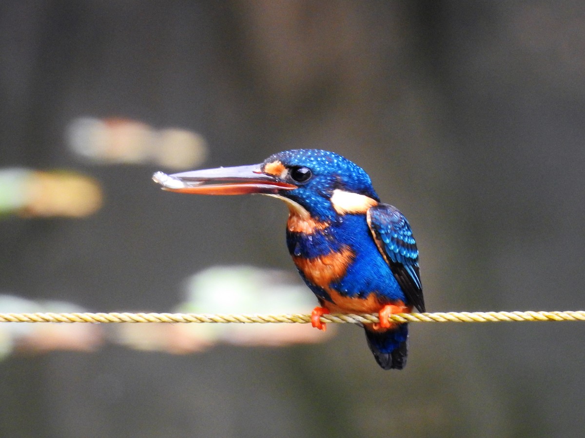 Martin-pêcheur à poitrine bleue - ML183258201