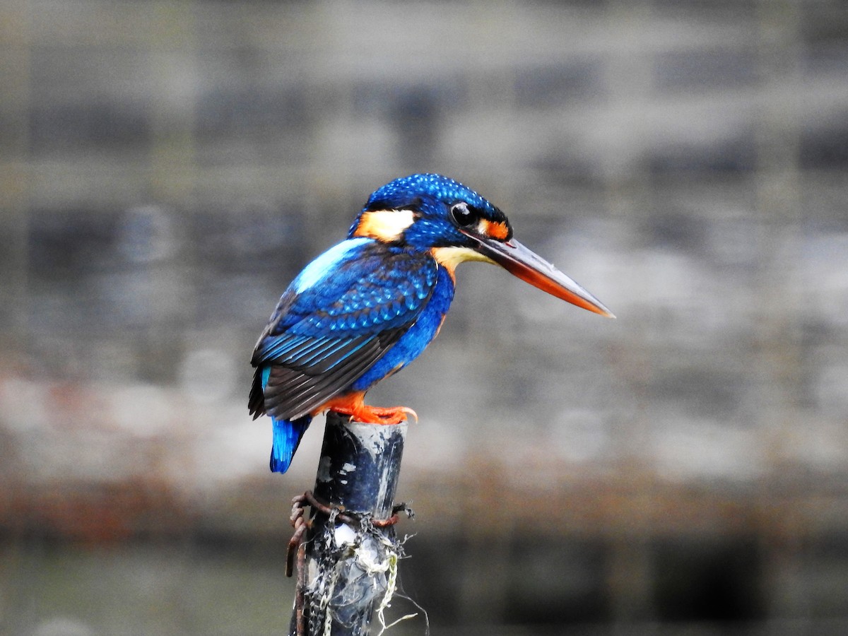 Martin-pêcheur à poitrine bleue - ML183258241