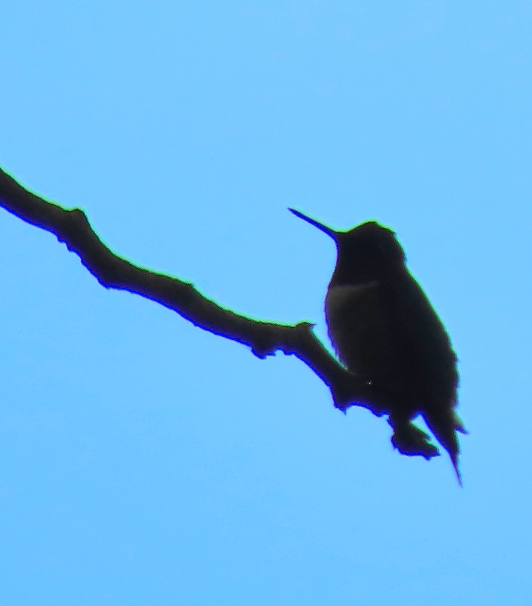 Ruby-throated Hummingbird - ML183258571