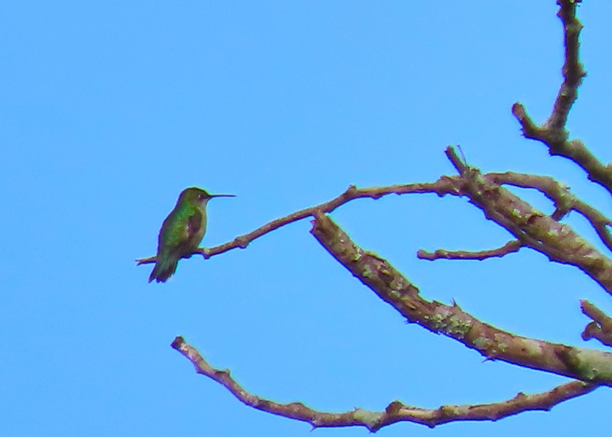 Ruby-throated Hummingbird - ML183258591