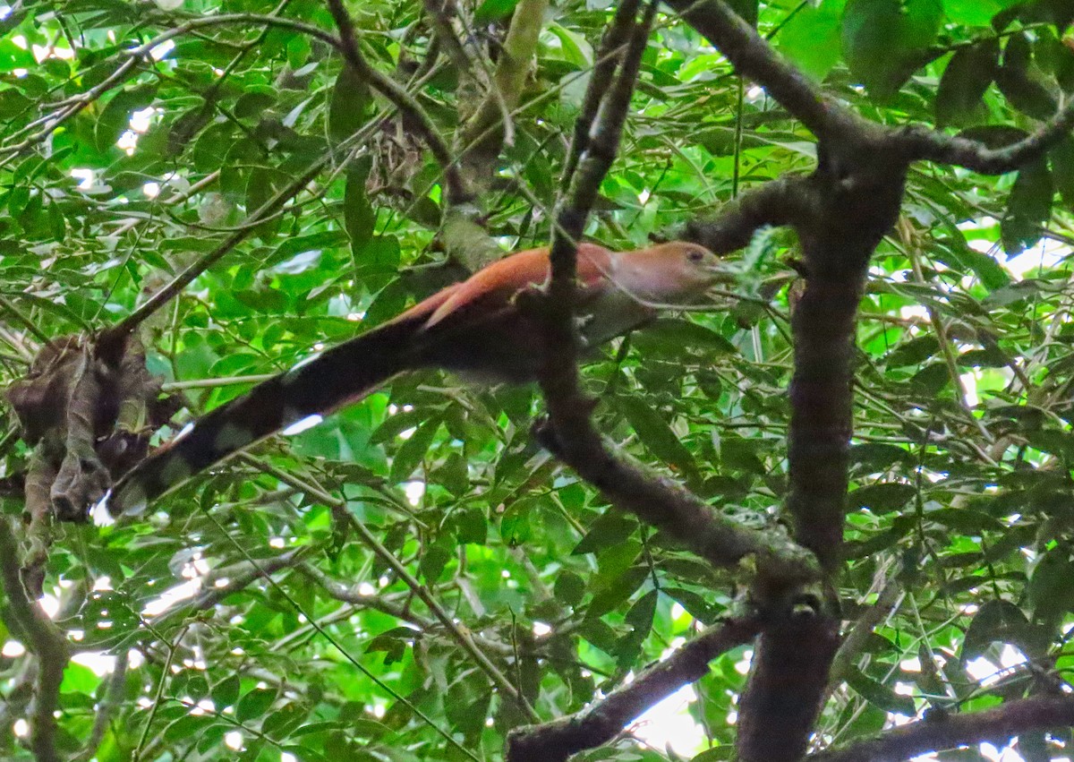 Squirrel Cuckoo - ML183260041