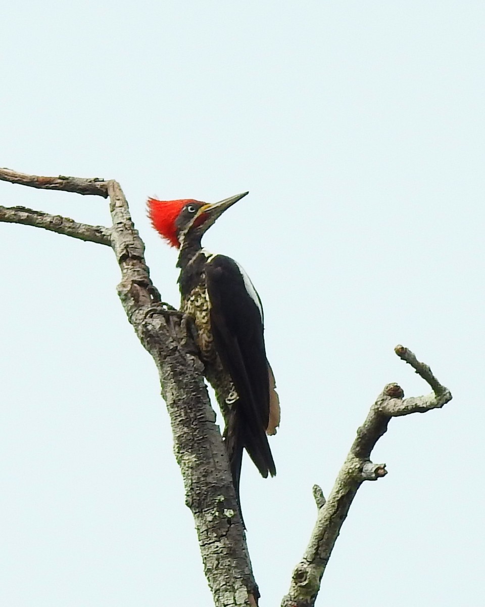 Lineated Woodpecker - ML183260621