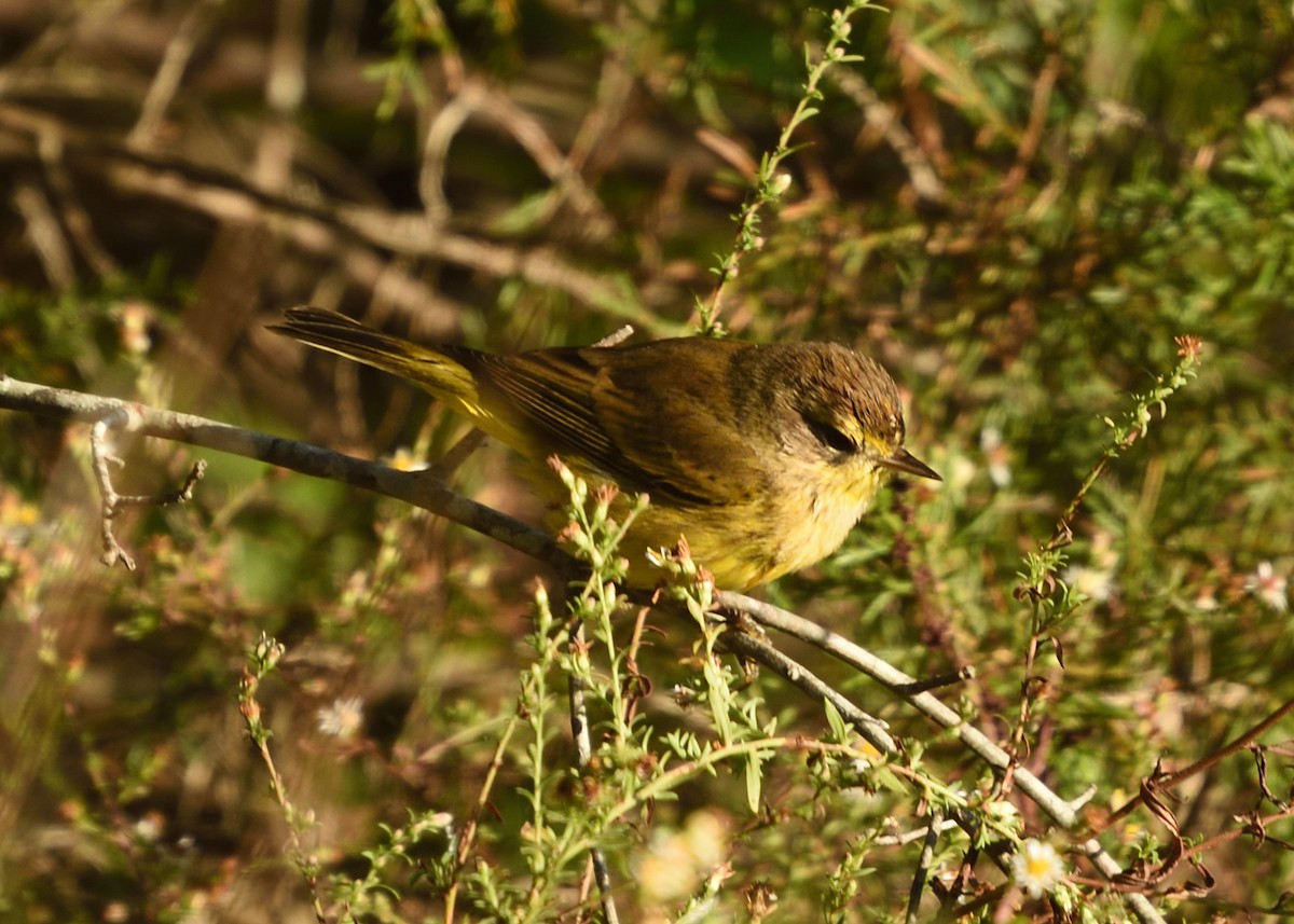 Palm Warbler - Guy Babineau