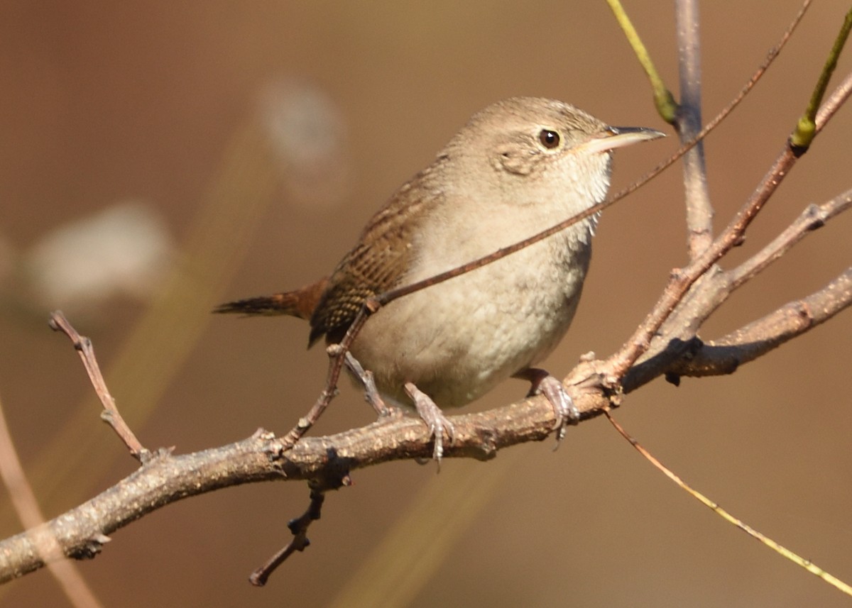Northern House Wren - ML183261091