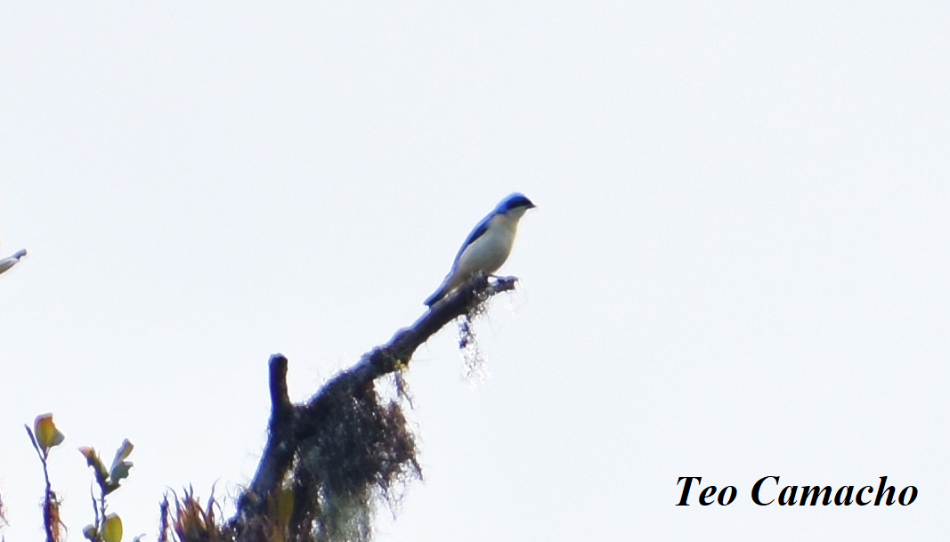 Fawn-breasted Tanager - Dennis Camacho Rojas