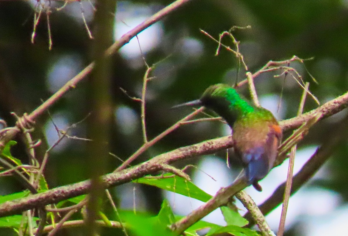 Blue-tailed Hummingbird - ML183263461