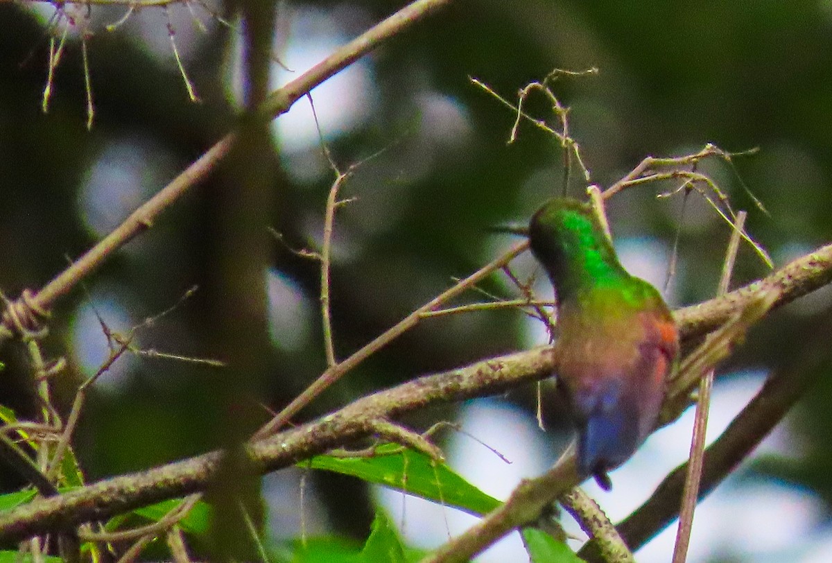 Blue-tailed Hummingbird - ML183263481