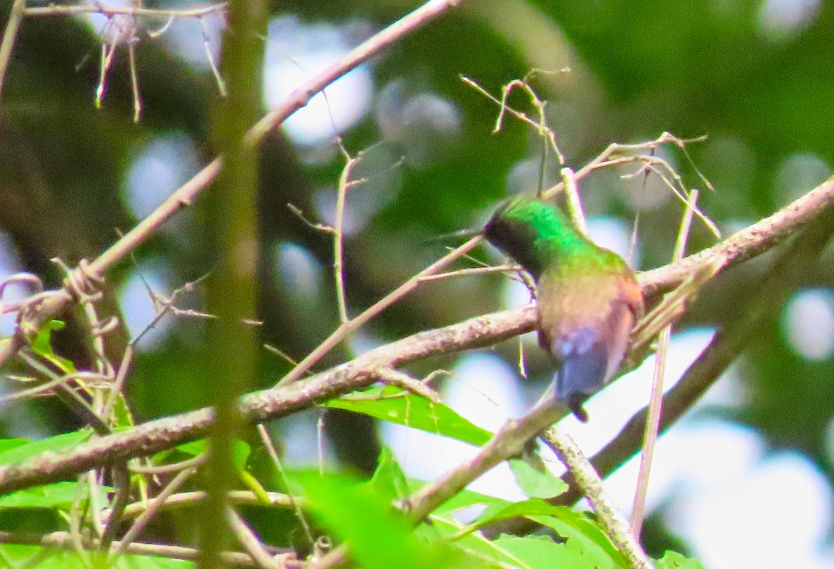 Blue-tailed Hummingbird - ML183263531