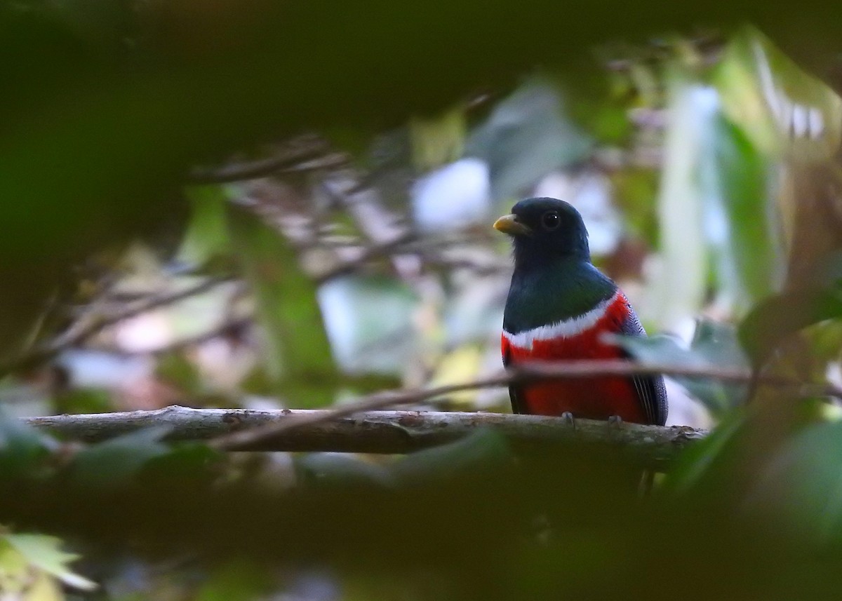 Trogon rosalba - ML183263721