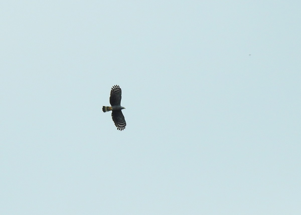 Hook-billed Kite - ML183263741