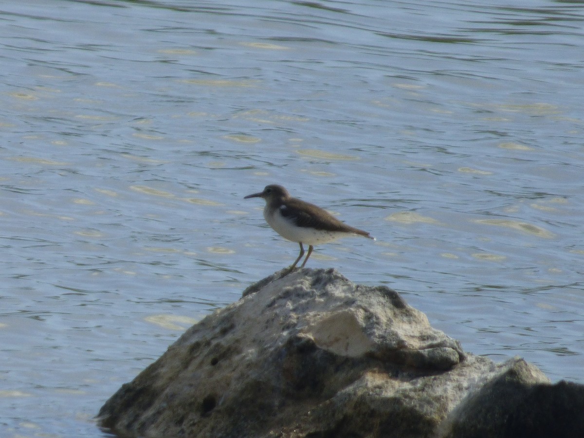 Spotted Sandpiper - ML183264031