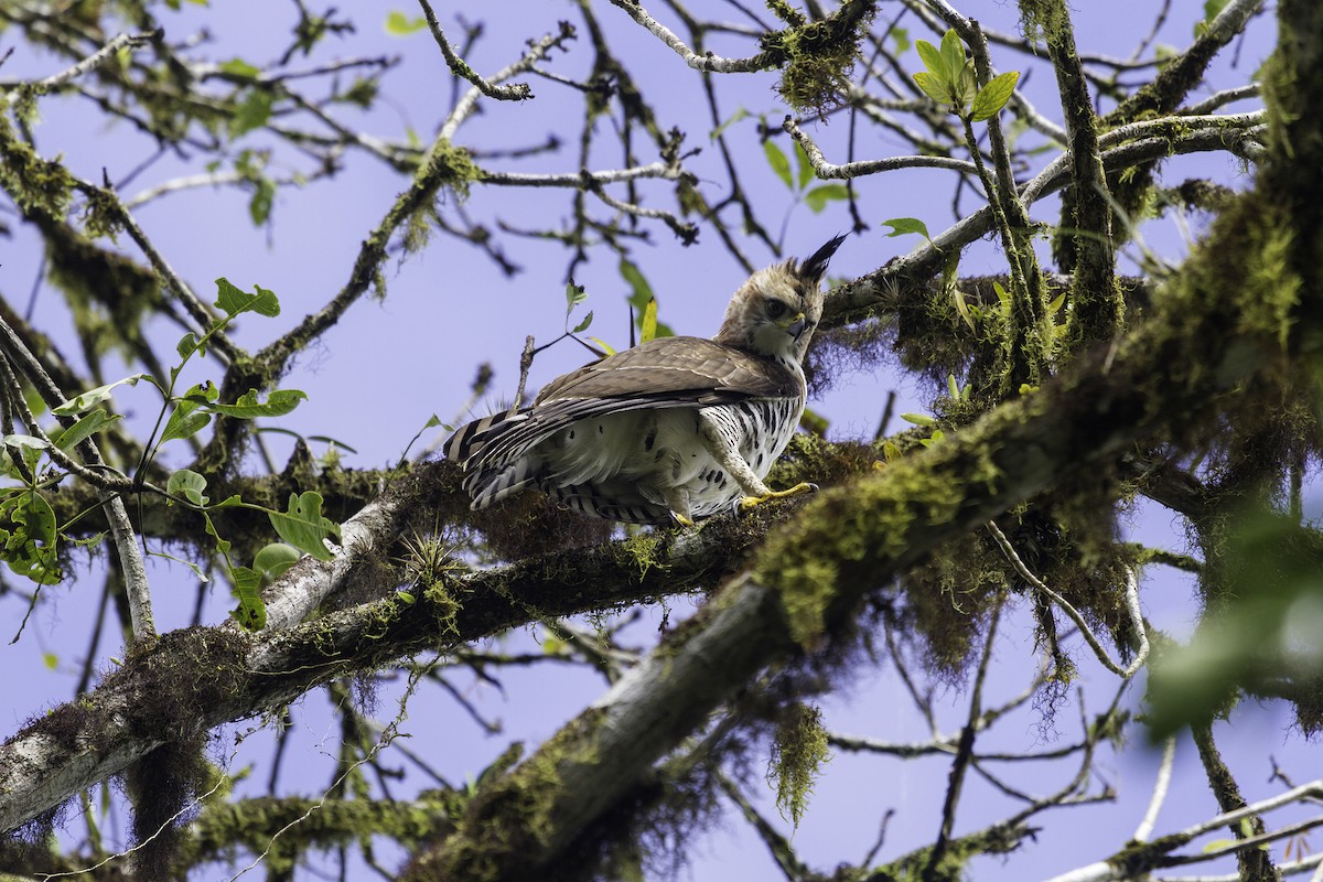 Ornate Hawk-Eagle - ML183264301