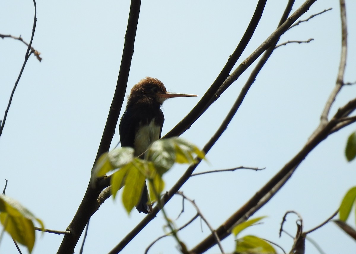 Brown Jacamar - ML183267181