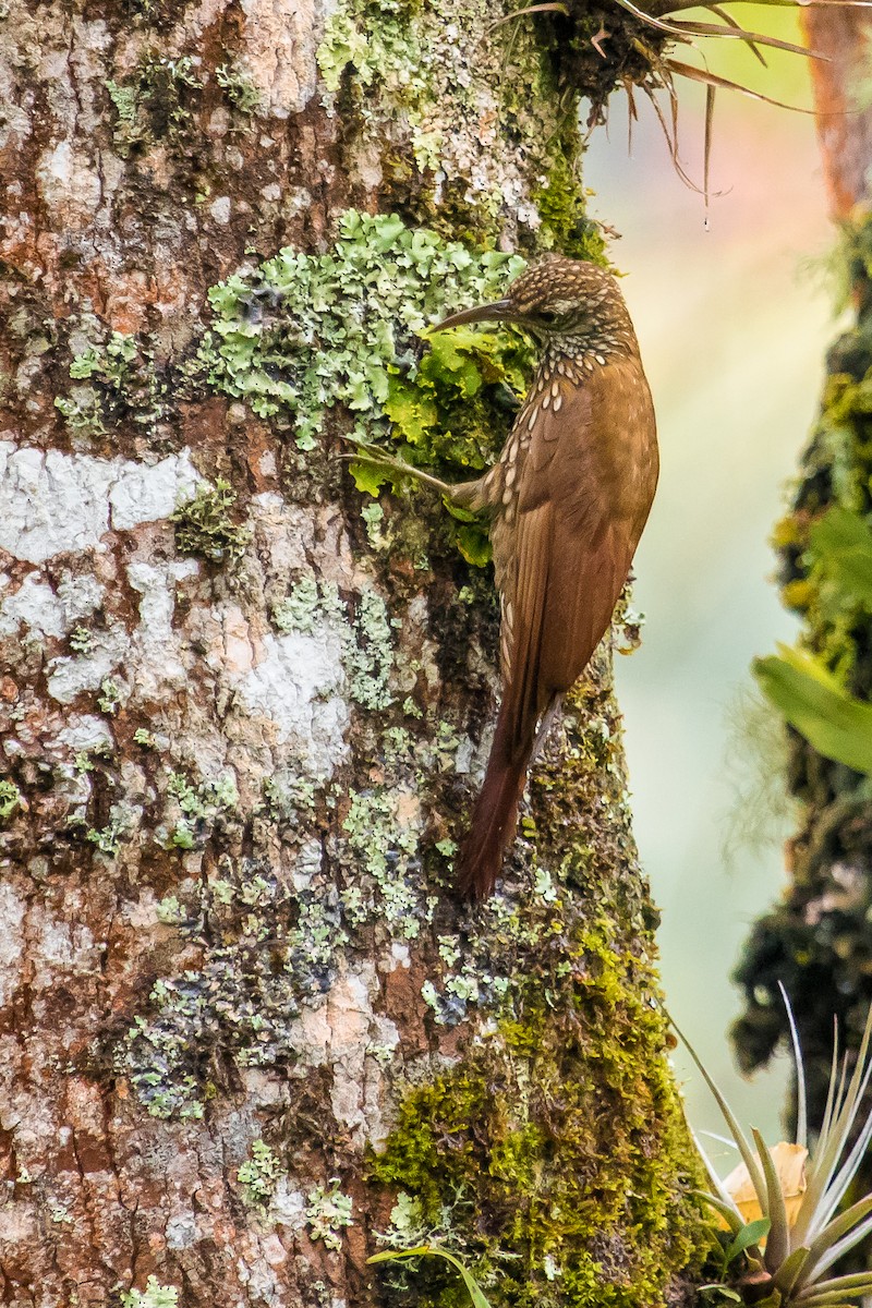 Montane Woodcreeper - ML183269171