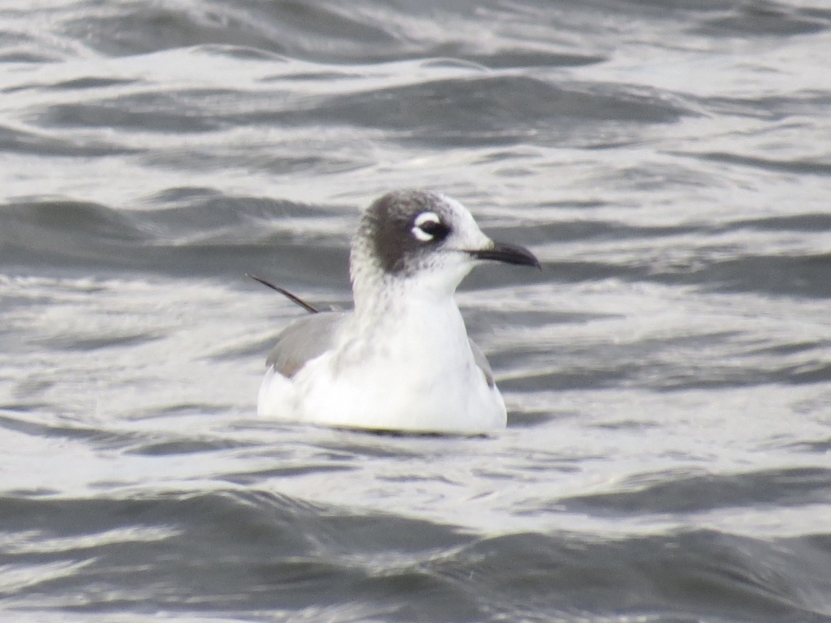 Franklin's Gull - ML183270091