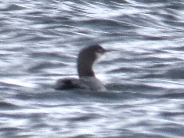 Common Loon - Andrew Bell