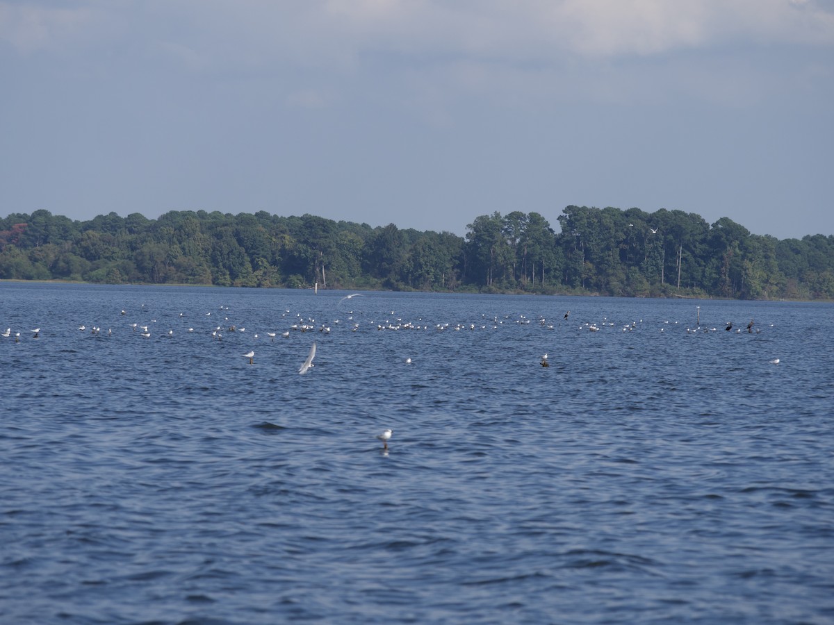 Forster's Tern - Andrew Bell