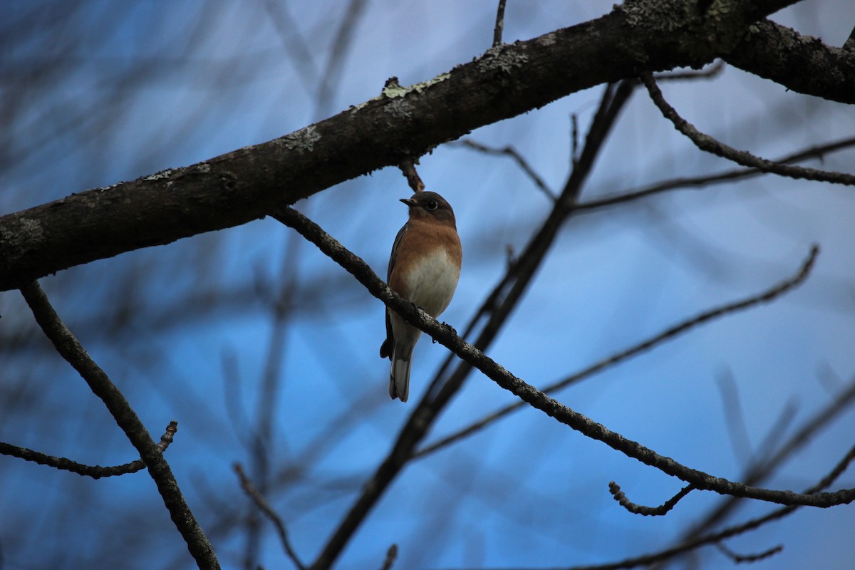 Eastern Bluebird - Nancy Posey