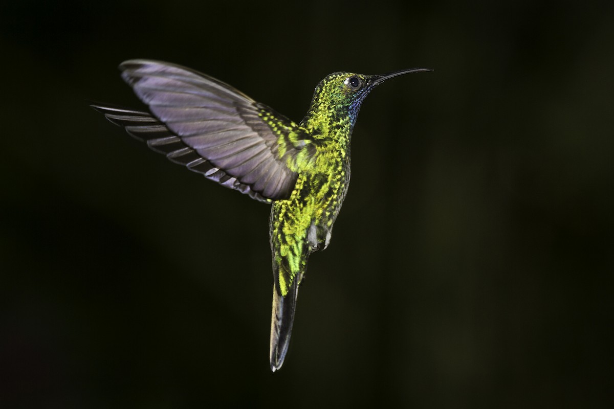 White-tailed Sabrewing - javier  mesa