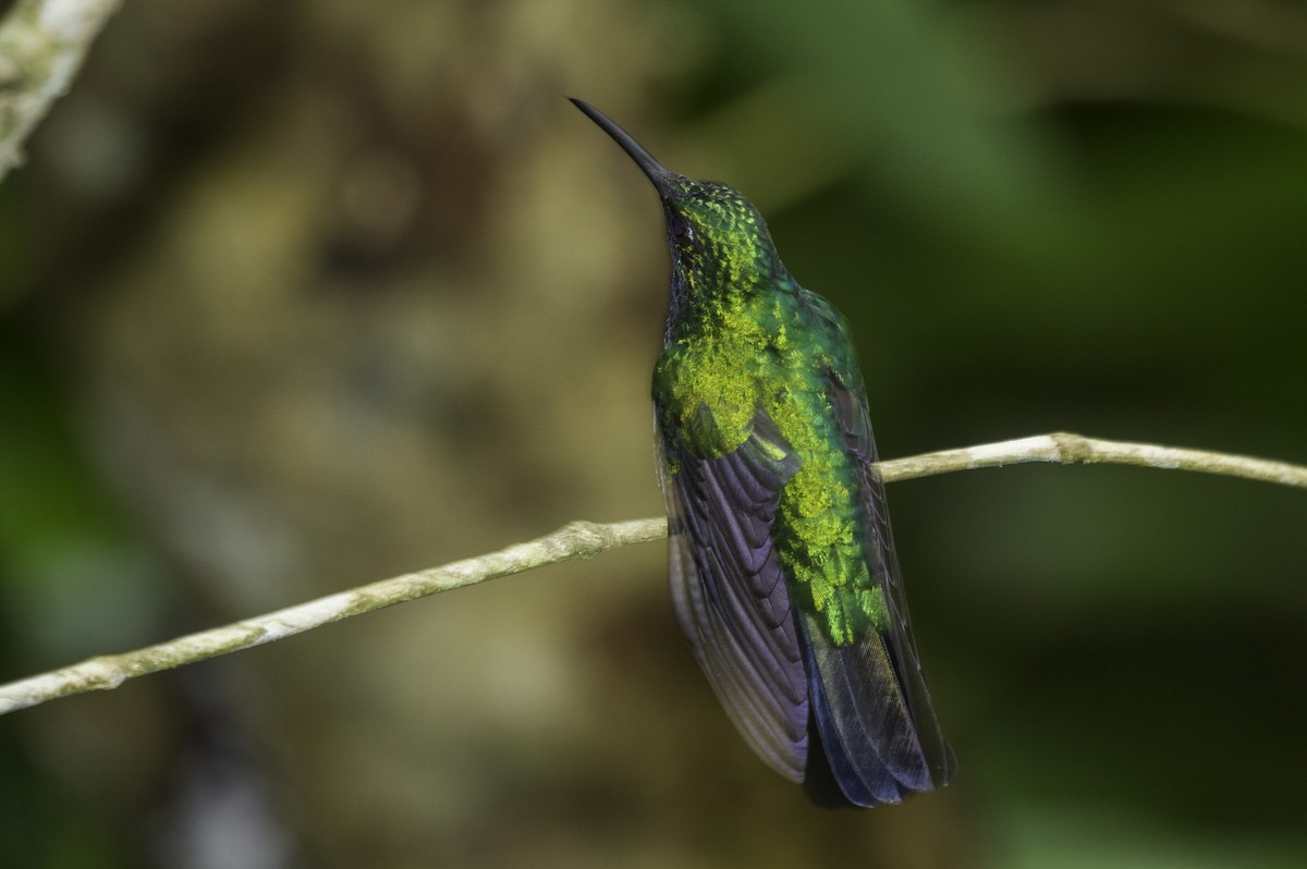 White-tailed Sabrewing - ML183271501