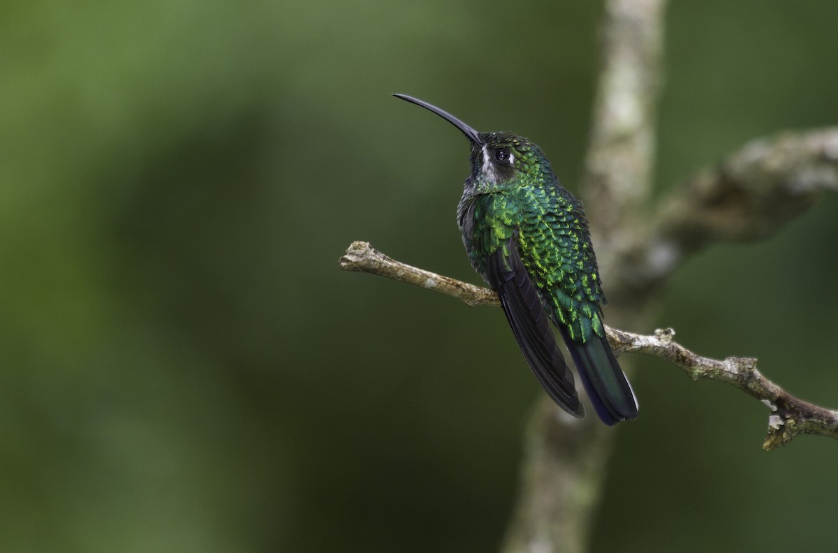 White-tailed Sabrewing - ML183272341