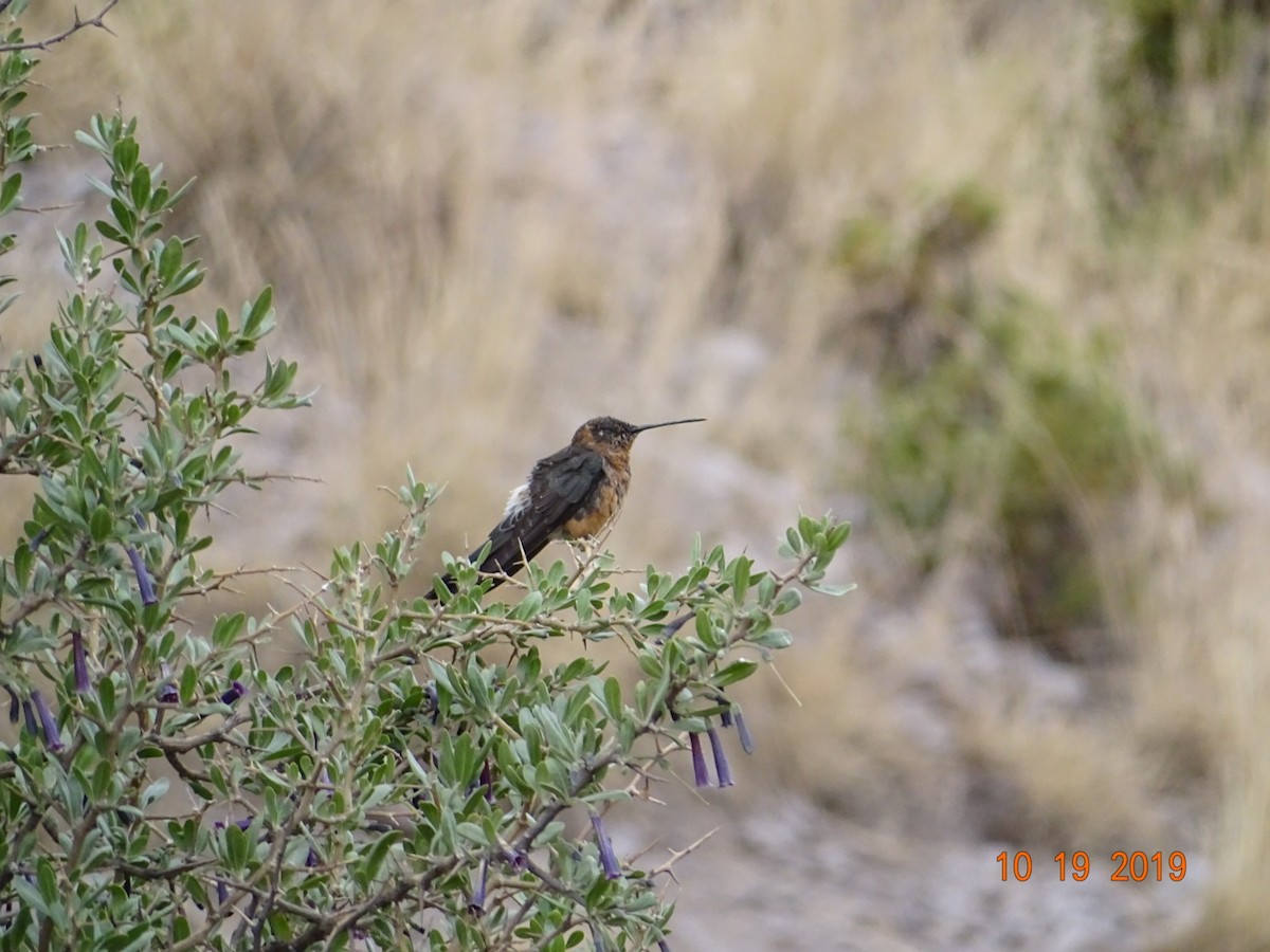 Giant Hummingbird - ML183272351
