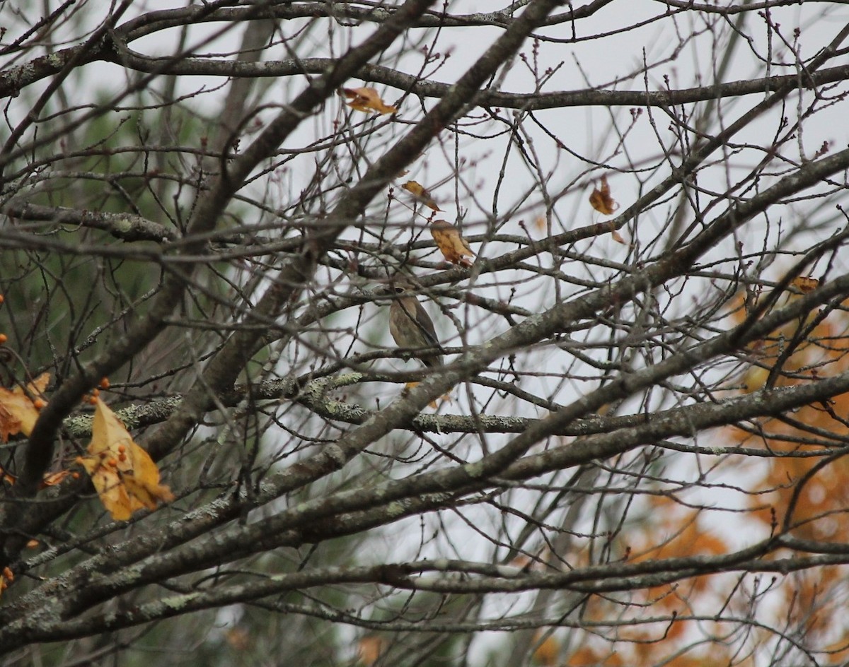 Cedar Waxwing - Nancy Posey