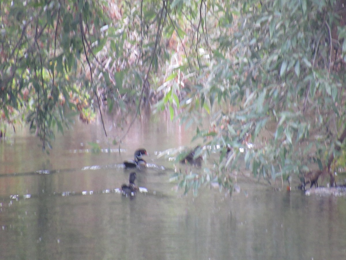 Wood Duck - ML183274061