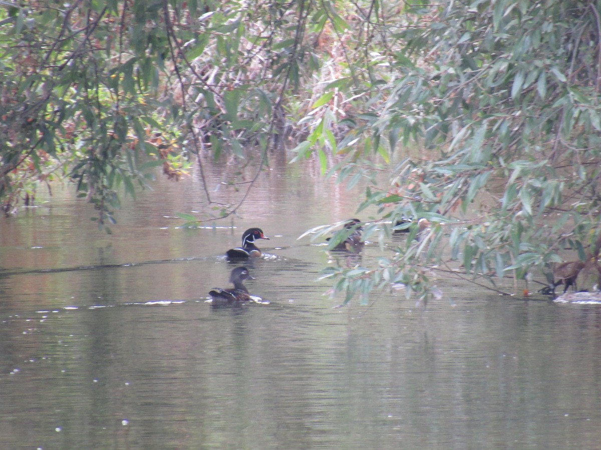 Wood Duck - ML183274081