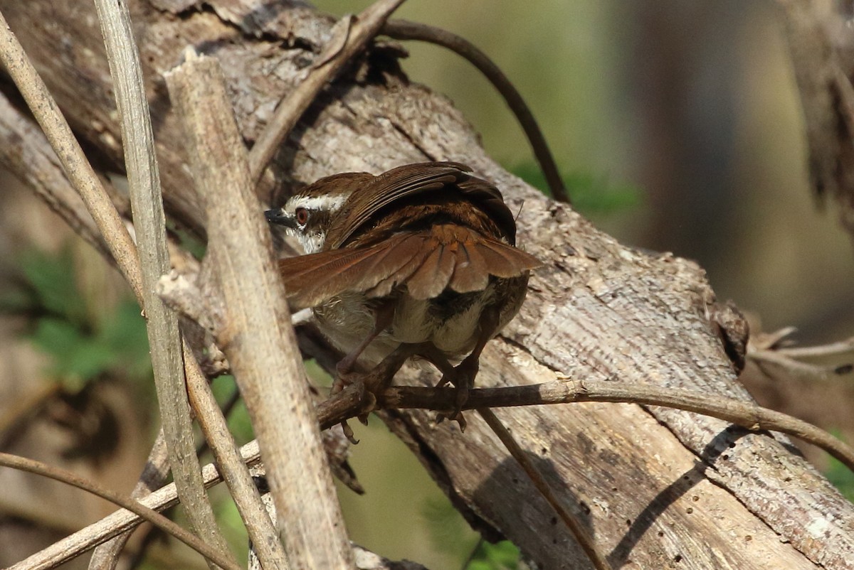 New Caledonian Grassbird - Richard Fuller