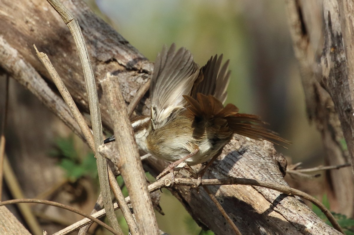 New Caledonian Grassbird - ML183274371