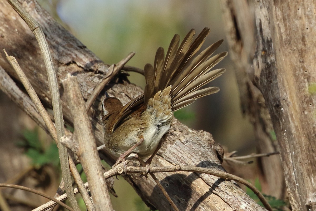 New Caledonian Grassbird - Richard Fuller