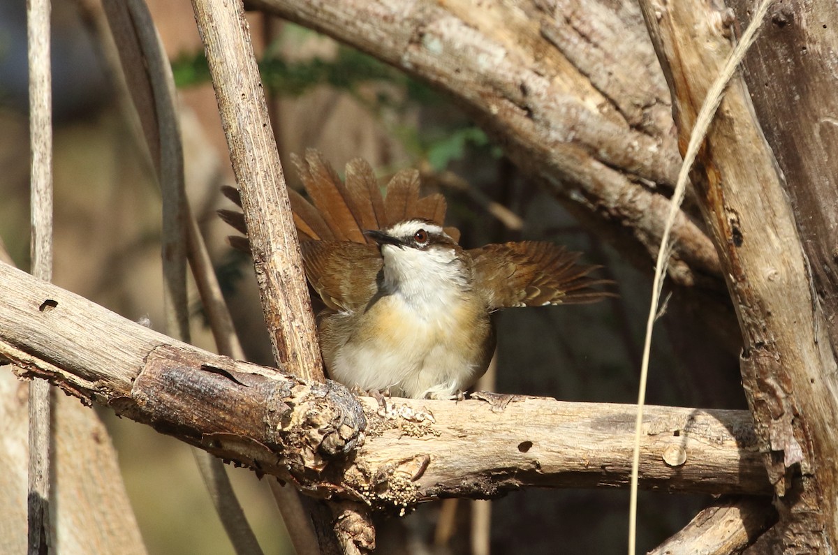 New Caledonian Grassbird - Richard Fuller