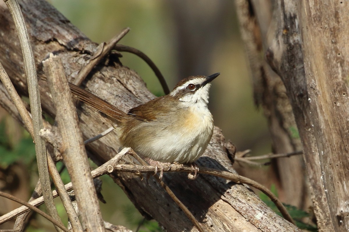 New Caledonian Grassbird - Richard Fuller