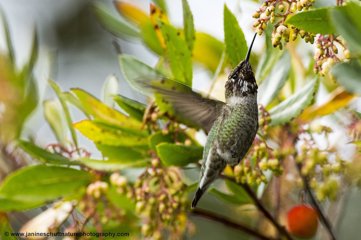 Anna's Hummingbird - Janine Schutt