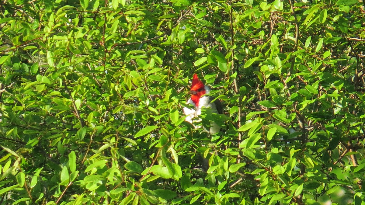Red-crested Cardinal - Julio Begué