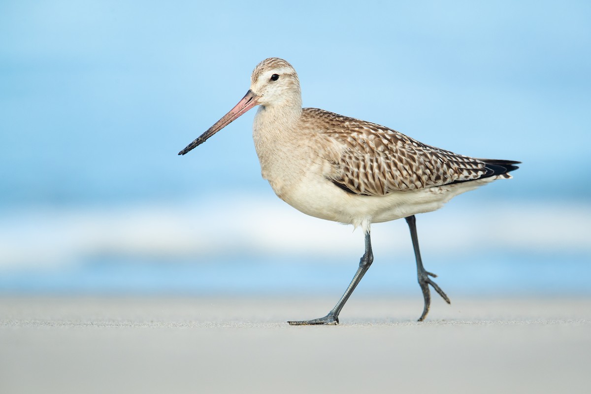 Bar-tailed Godwit - ML183279621