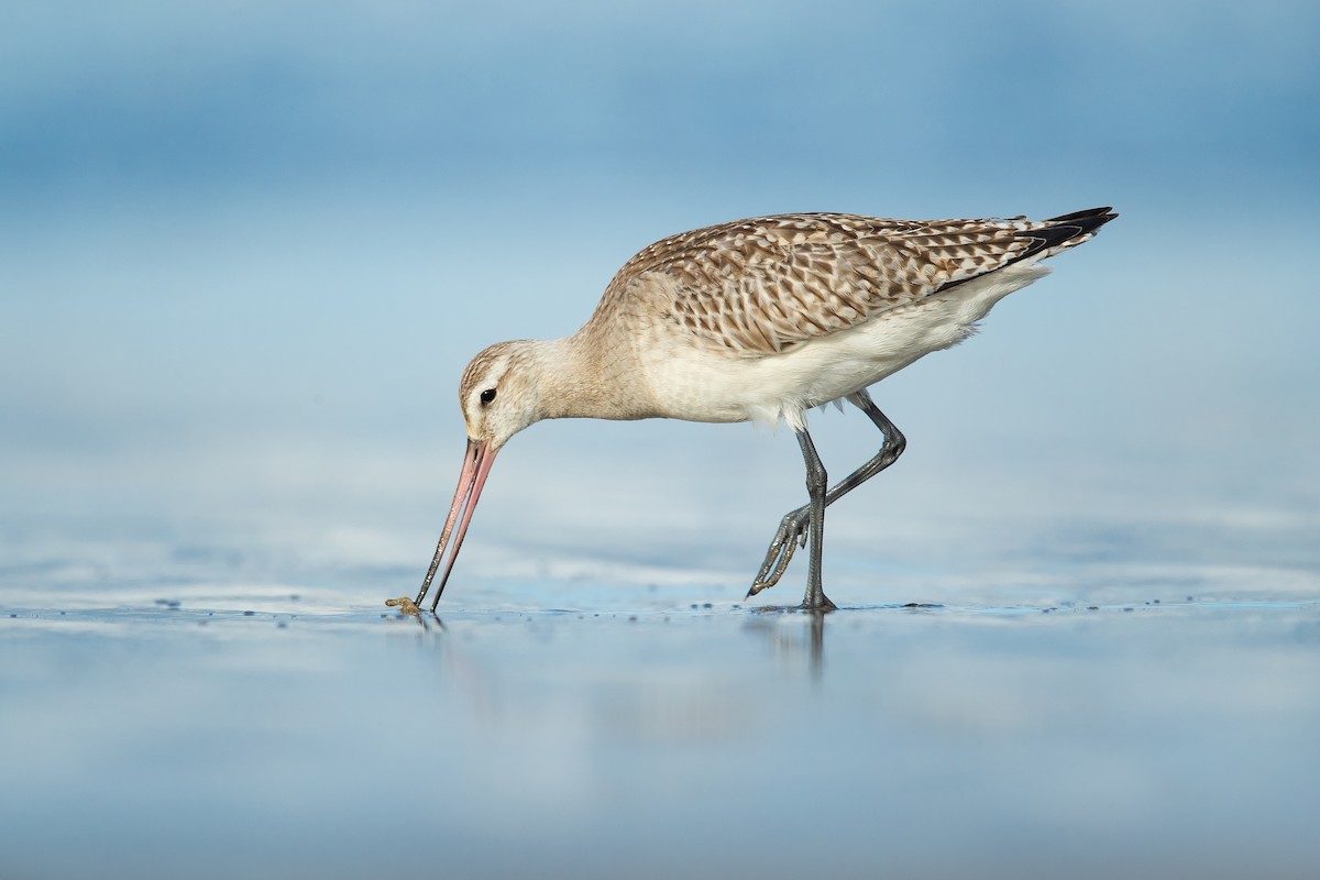 Bar-tailed Godwit - ML183279681