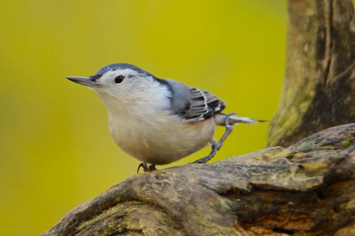 White-breasted Nuthatch - Jean Chateauvert