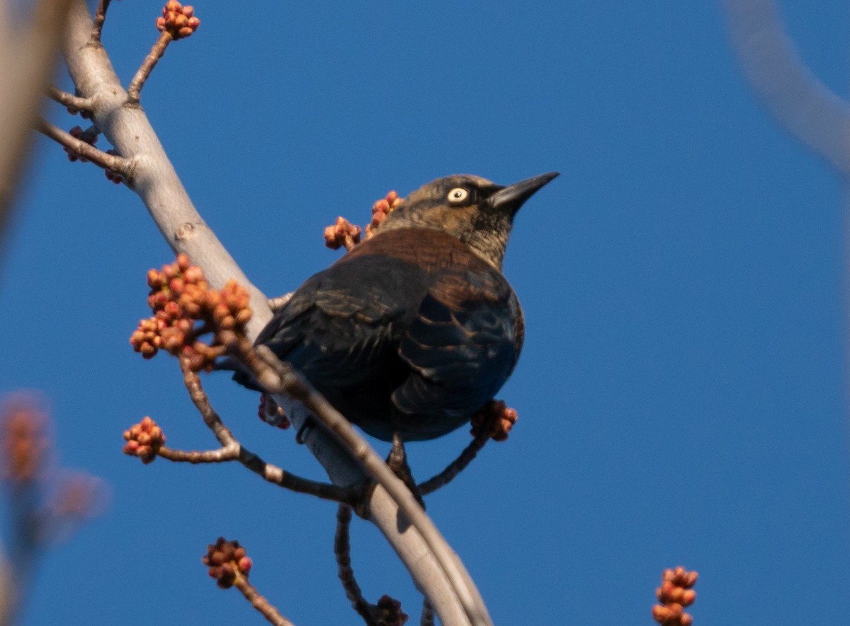 Rusty Blackbird - Jean Crépeau