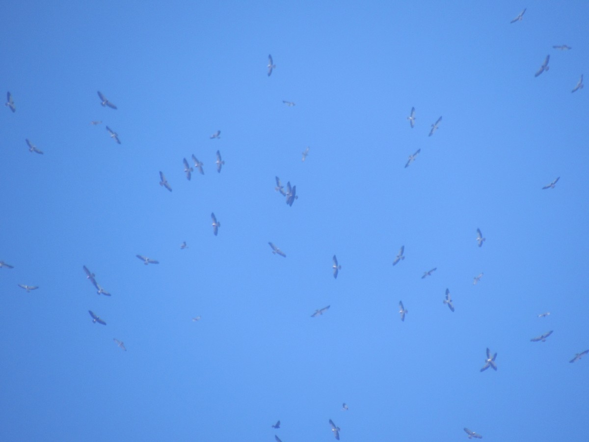 Swainson's Hawk - ML183281291