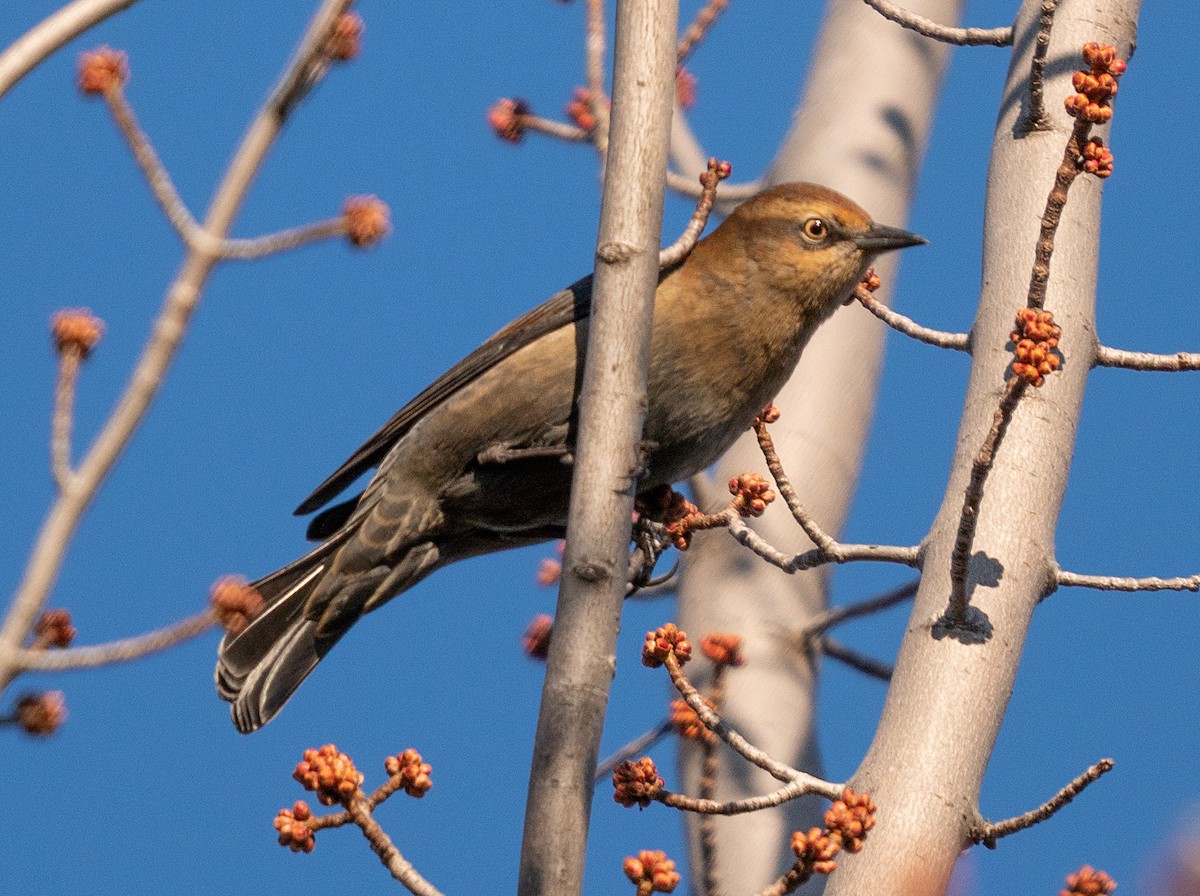 Rusty Blackbird - ML183284541