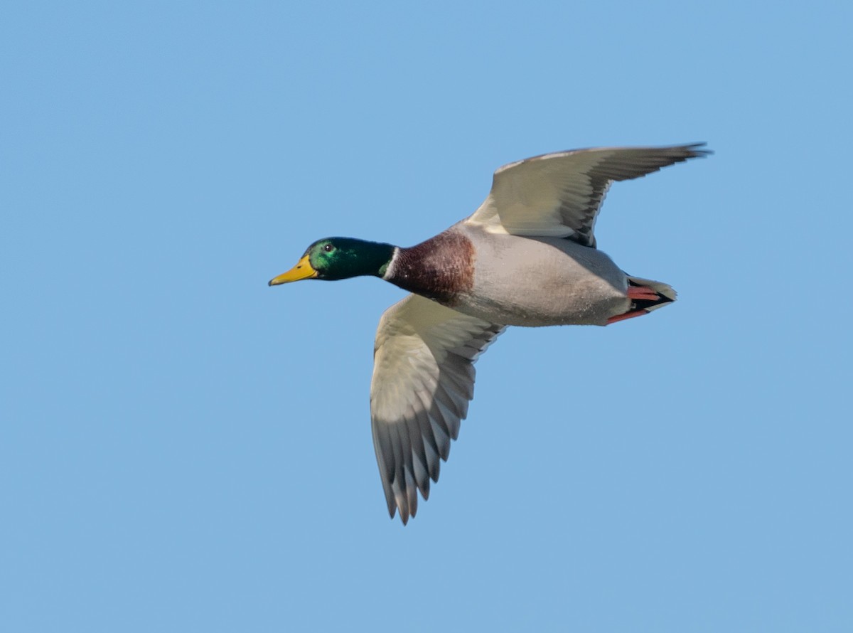 Mallard - Jean Crépeau