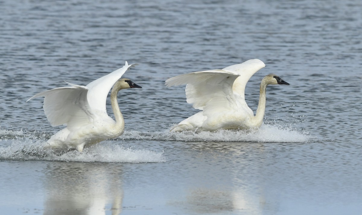 Cisne Trompetero - ML183286171