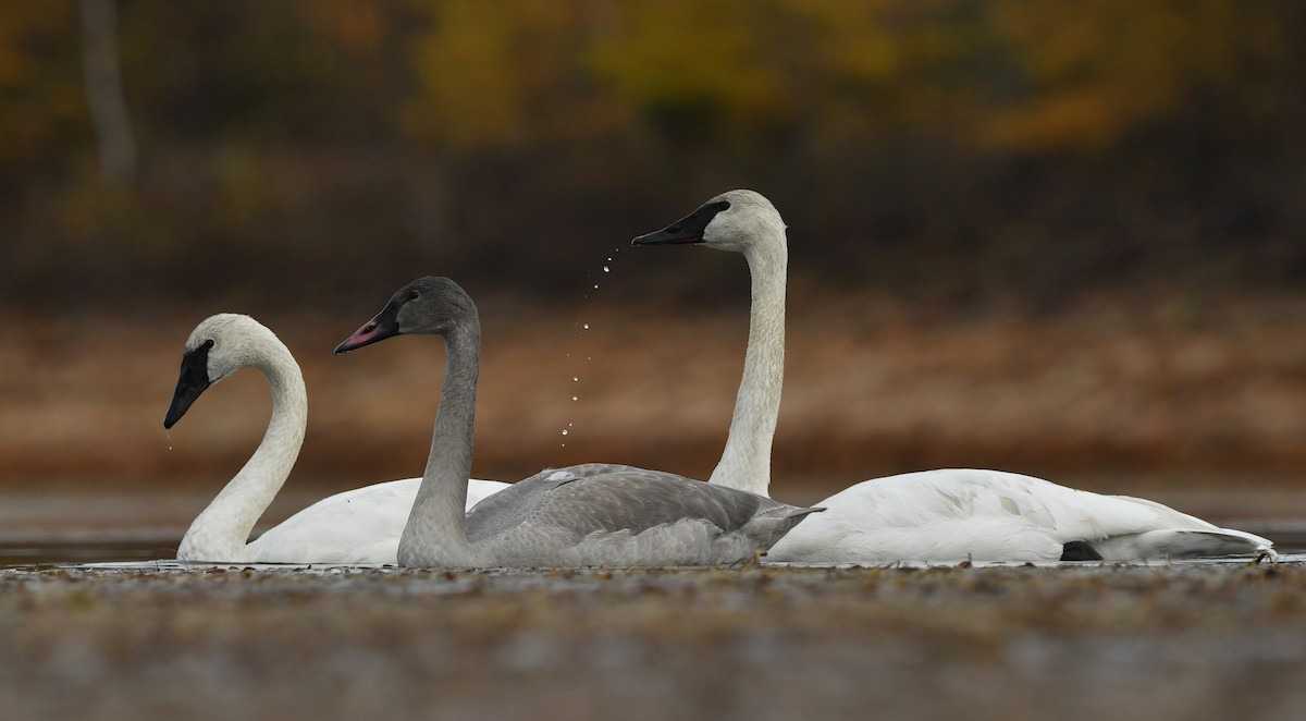 Cisne Trompetero - ML183286191