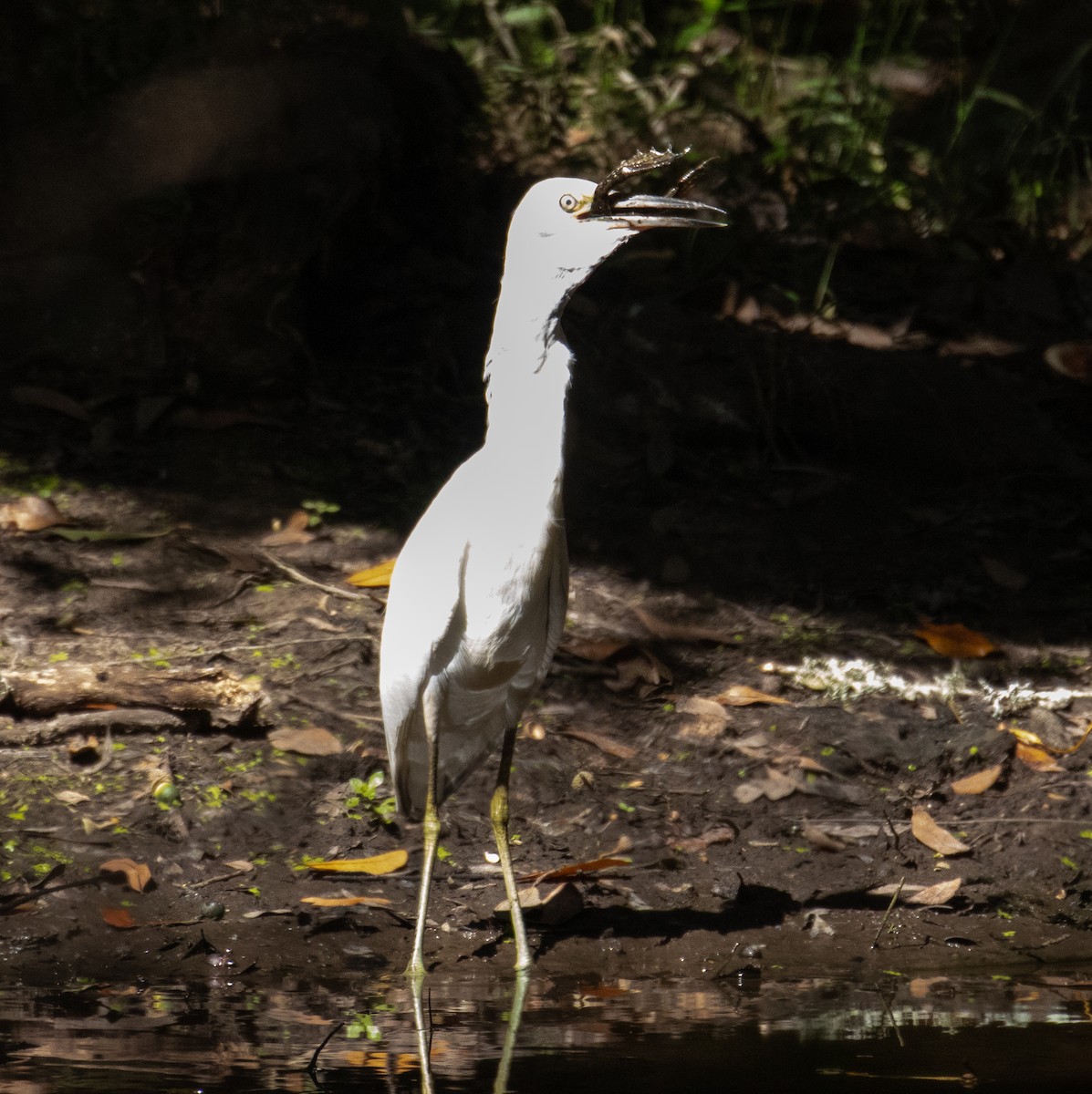 Little Blue Heron - Steve Mayes