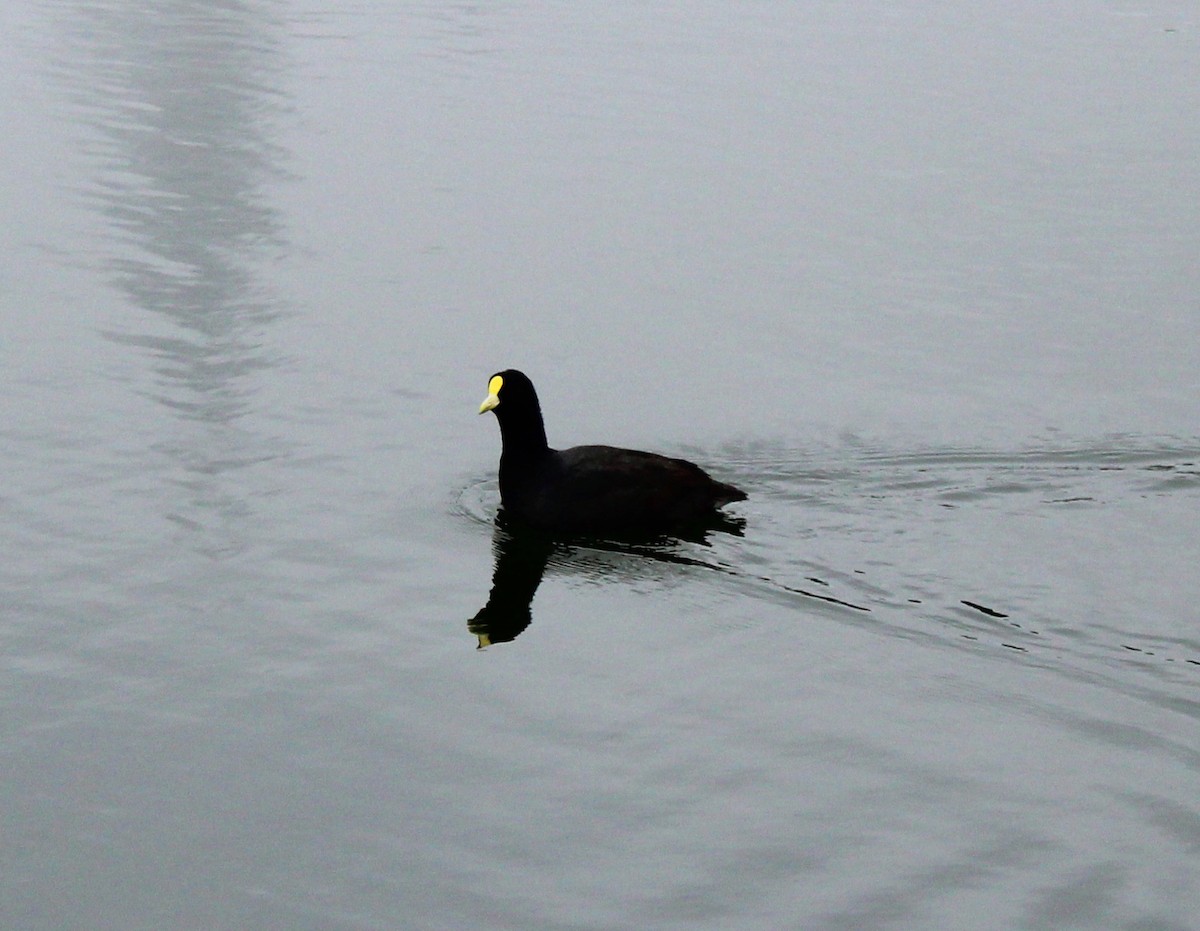 White-winged Coot - ML183286761